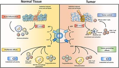 Targeting the Immunomodulatory CD73/Adenosine System to Improve the Therapeutic Gain of Radiotherapy